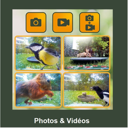 Mangeoire à oiseaux avec...